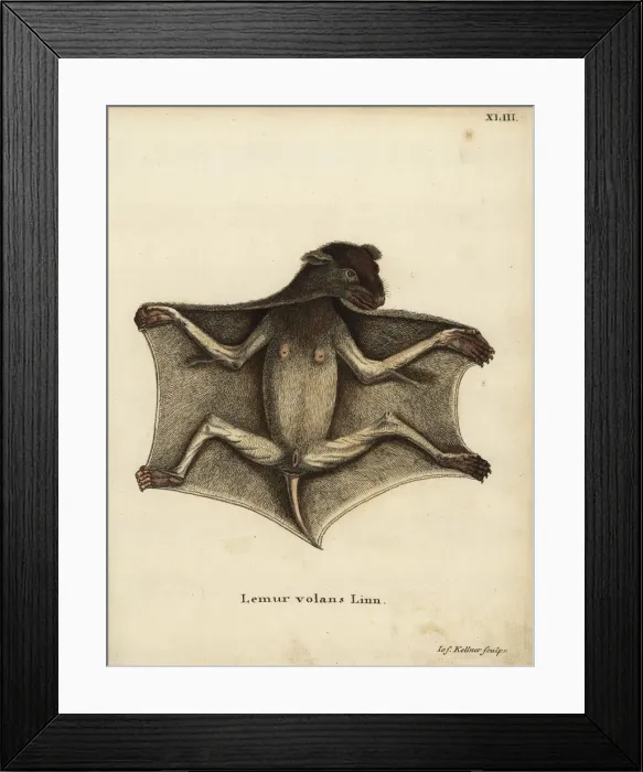 Framed Print : Philippine flying lemur, Cynocephalus volans Framed Print : Philippine flying lemur, Cynocephalus volans