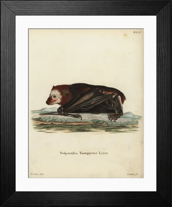 Framed Print : Large flying fox, Pteropus vampyrus. Near threatened Framed Print : Large flying fox, Pteropus vampyrus. Near threatened