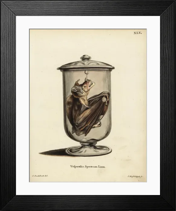 Framed Print : Spectral bat or false vampire bat, Vampyrum spectrum Framed Print : Spectral bat or false vampire bat, Vampyrum spectrum