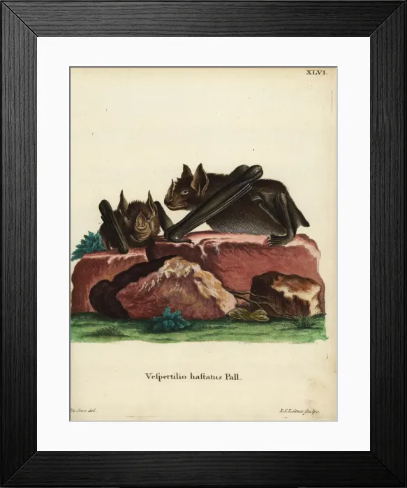 Framed Print : Greater spear-nosed bat, Phyllostomus hastatus Framed Print : Greater spear-nosed bat, Phyllostomus hastatus