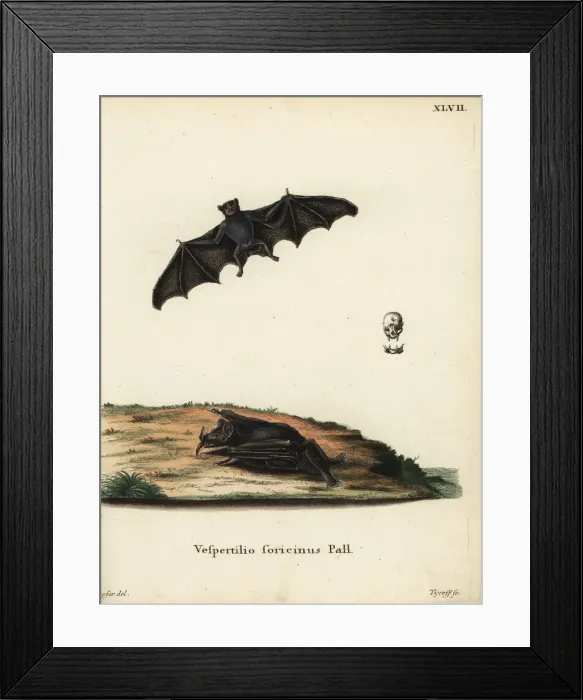 Framed Print : Greater spear-nosed bat, Phyllostomus hastatus Framed Print : Greater spear-nosed bat, Phyllostomus hastatus