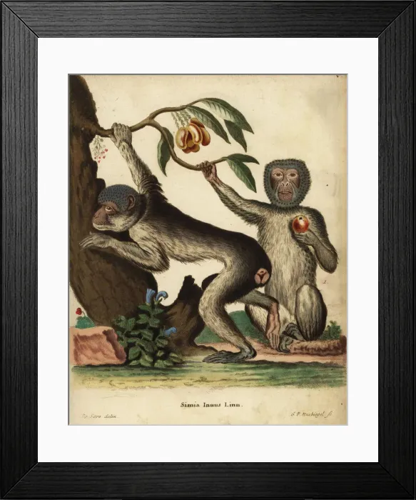 Framed Print : Barbary ape or macaque, Macaca sylvanus. Endangered Framed Print : Barbary ape or macaque, Macaca sylvanus. Endangered