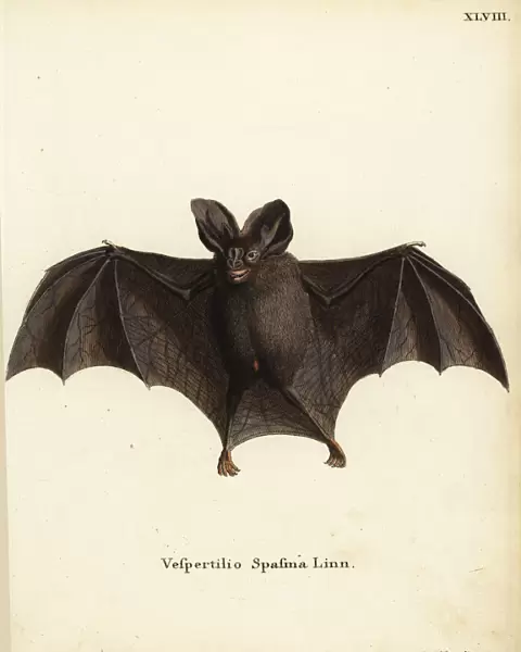 Lesser false vampire bat, Megaderma spasma