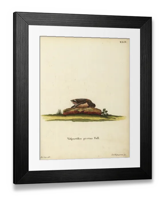 Framed Print : Painted woolly bat, Kerivoula picta Framed Print : Painted woolly bat, Kerivoula picta