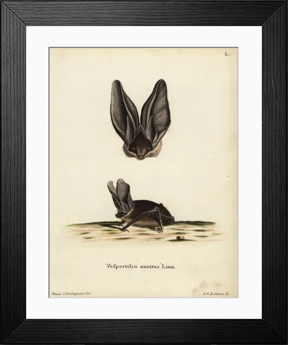 Framed Print : Brown big-eared bat, Plecotus auritus Framed Print : Brown big-eared bat, Plecotus auritus