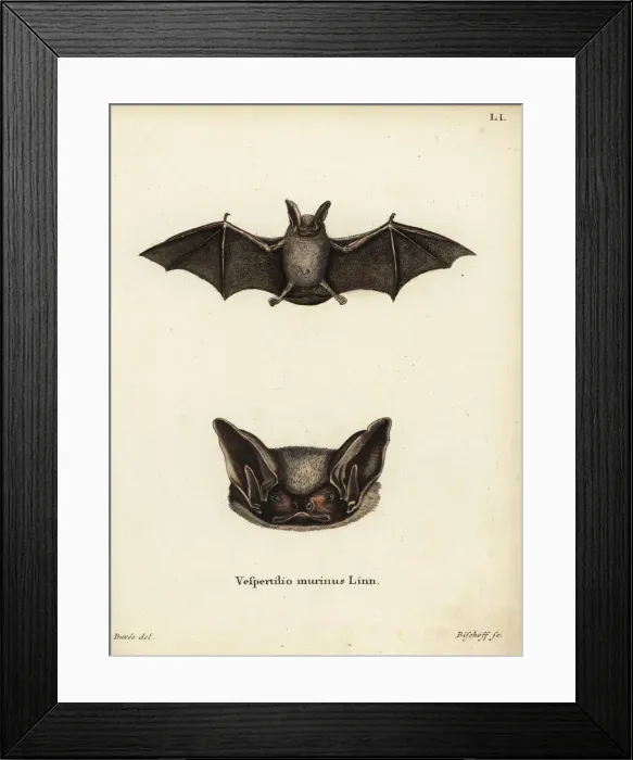Framed Print : Particoloured bat, Vespertilio murinus Framed Print : Particoloured bat, Vespertilio murinus