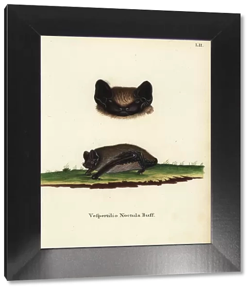 Asian particoloured bat, Vespertilio sinensis noctula