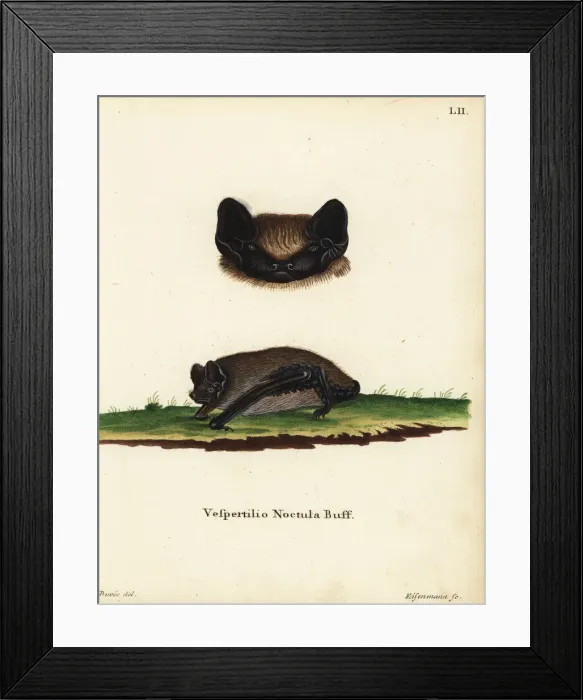 Framed Print : Asian particoloured bat, Vespertilio sinensis noctula Framed Print : Asian particoloured bat, Vespertilio sinensis noctula