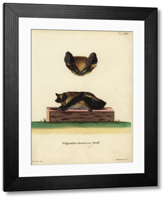 Framed Print : Serotine bat, Eptesicus serotinus serotinus Framed Print : Serotine bat, Eptesicus serotinus serotinus