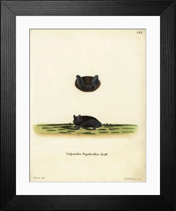 Framed Print : Common pipistrelle bat, Pipistrellus pipistrellus Framed Print : Common pipistrelle bat, Pipistrellus pipistrellus