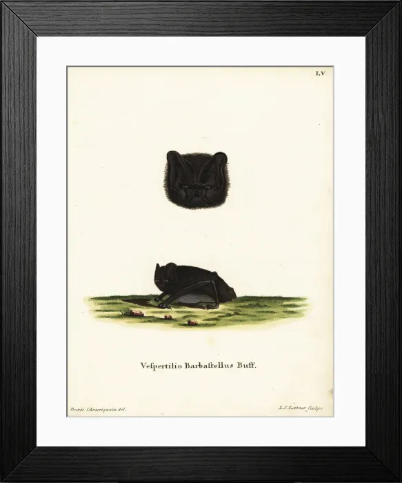 Framed Print : Western barbastelle, Barbastella barbastellus Framed Print : Western barbastelle, Barbastella barbastellus