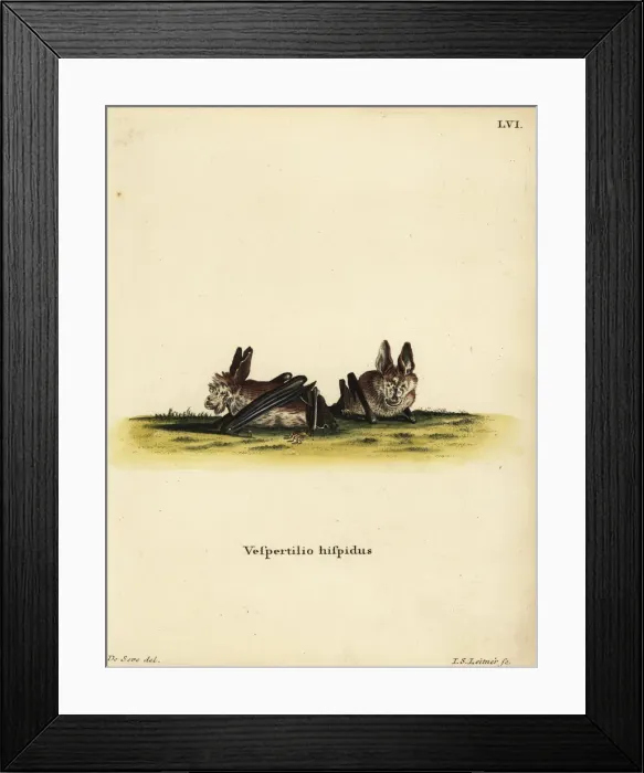 Framed Print : Hairy long-eared bat, Nycteris hispida Framed Print : Hairy long-eared bat, Nycteris hispida