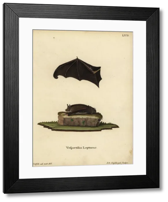 Framed Print : Lesser sac-winged bat, Saccopteryx leptura Framed Print : Lesser sac-winged bat, Saccopteryx leptura