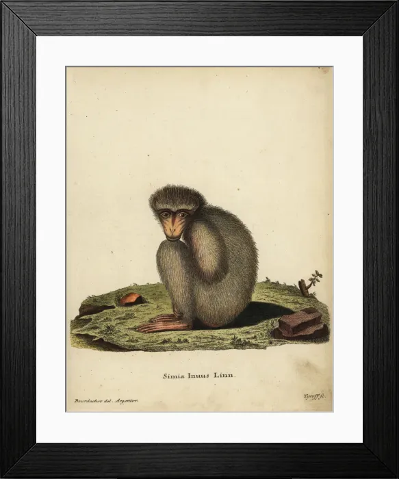 Framed Print : Barbary ape or macaque, Macaca sylvanus. Endangered Framed Print : Barbary ape or macaque, Macaca sylvanus. Endangered