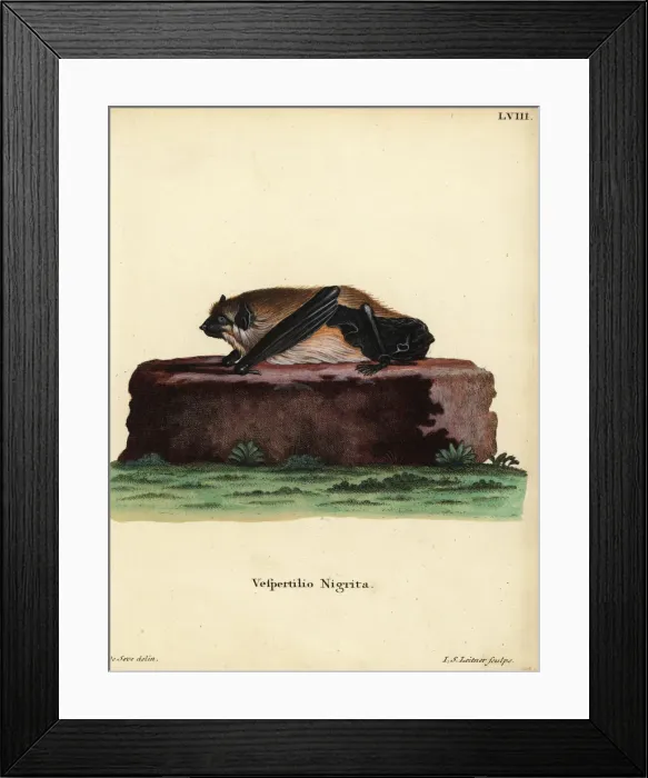Framed Print : Giant house bat, Scotophilus nigrita nigrita Framed Print : Giant house bat, Scotophilus nigrita nigrita