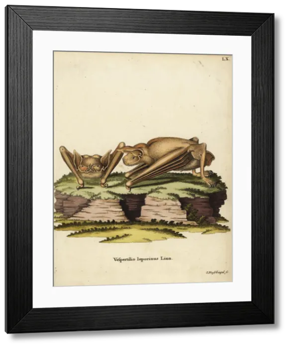 Framed Print : Greater bulldog bat, Noctilio leporinus Framed Print : Greater bulldog bat, Noctilio leporinus