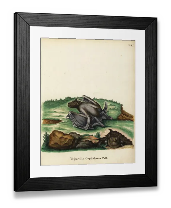 Framed Print : Pallas tube-nosed fruit bat, Nyctimene cephalotes Framed Print : Pallas tube-nosed fruit bat, Nyctimene cephalotes