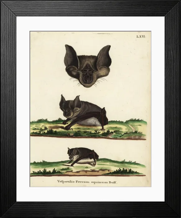 Framed Print : Greater horseshoe bat, Rhinolophus ferrumequinum Framed Print : Greater horseshoe bat, Rhinolophus ferrumequinum