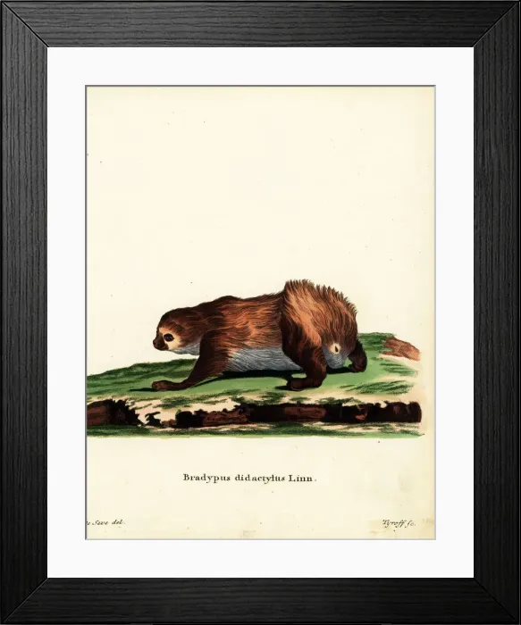 Framed Print : Linnaeuss two-toed sloth, Choloepus didactylus Framed Print : Linnaeuss two-toed sloth, Choloepus didactylus