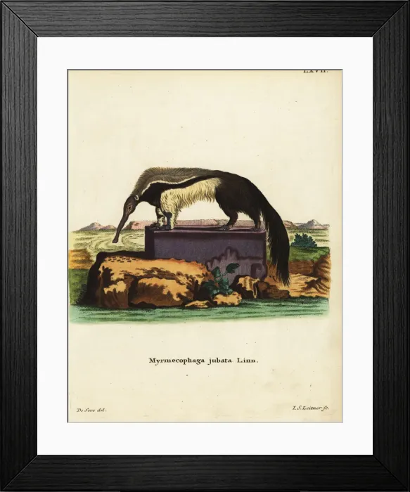 Framed Print : Giant anteater or ant bear, Myrmecophaga tridactyla Framed Print : Giant anteater or ant bear, Myrmecophaga tridactyla