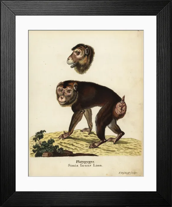 Framed Print : Southern pig-tailed macaque, Macaca nemestrina. Vulnerable Framed Print : Southern pig-tailed macaque, Macaca nemestrina. Vulnerable