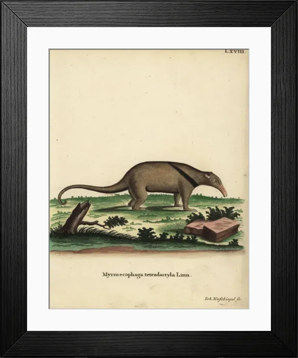 Framed Print : Southern tamandua, Tamandua tetradactyla Framed Print : Southern tamandua, Tamandua tetradactyla