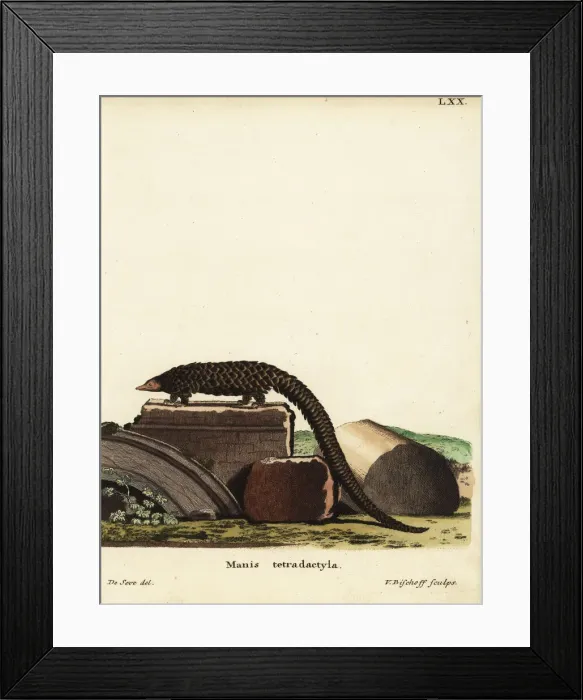 Framed Print : Chinese pangolin, Manis pentadactyla. Critically endangered Framed Print : Chinese pangolin, Manis pentadactyla. Critically endangered