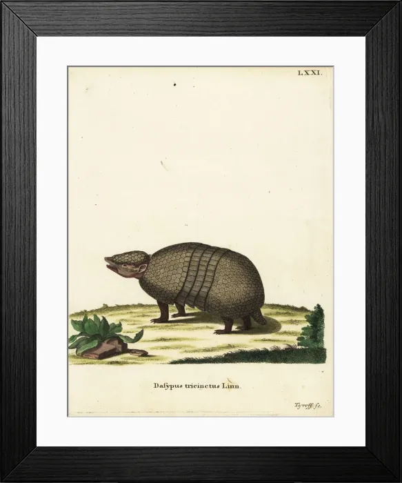 Framed Print : Brazilian three-banded armadillo, Tolypeutes tricinctus Framed Print : Brazilian three-banded armadillo, Tolypeutes tricinctus