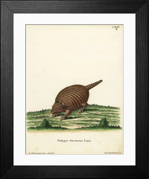 Framed Print : Six-banded armadillo, Euphractus sexcinctus Framed Print : Six-banded armadillo, Euphractus sexcinctus