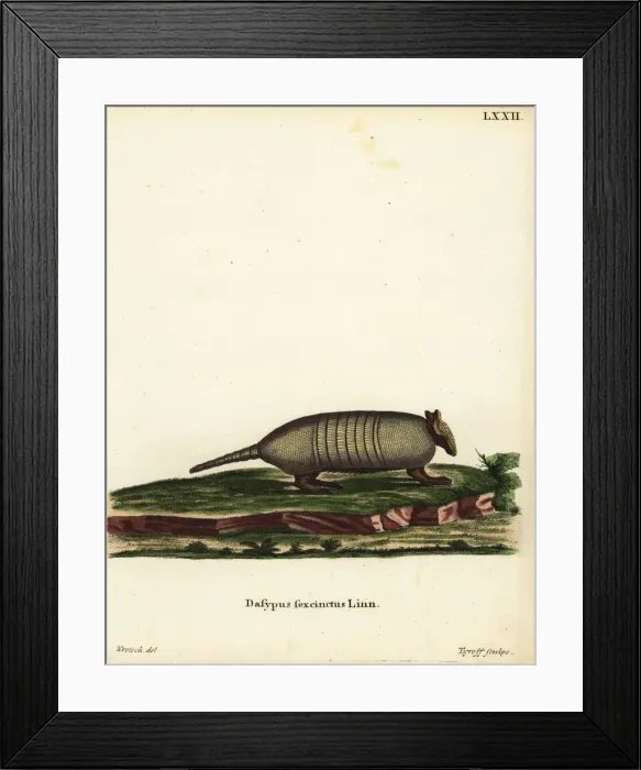 Framed Print : Six-banded armadillo, Euphractus sexcinctus Framed Print : Six-banded armadillo, Euphractus sexcinctus