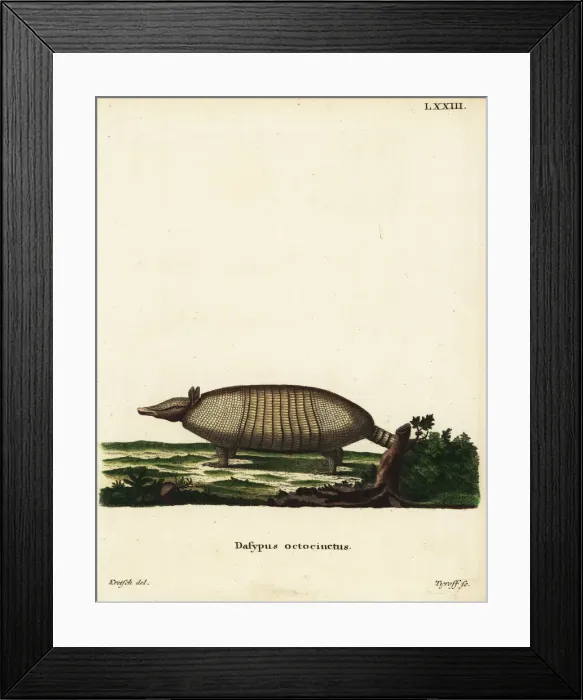 Framed Print : Large hairy armadillo, Chaetophractus villosus Framed Print : Large hairy armadillo, Chaetophractus villosus