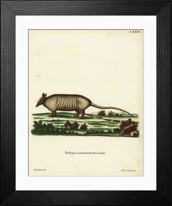 Framed Print : Nine-banded armadillo, Dasypus novemcinctus Framed Print : Nine-banded armadillo, Dasypus novemcinctus