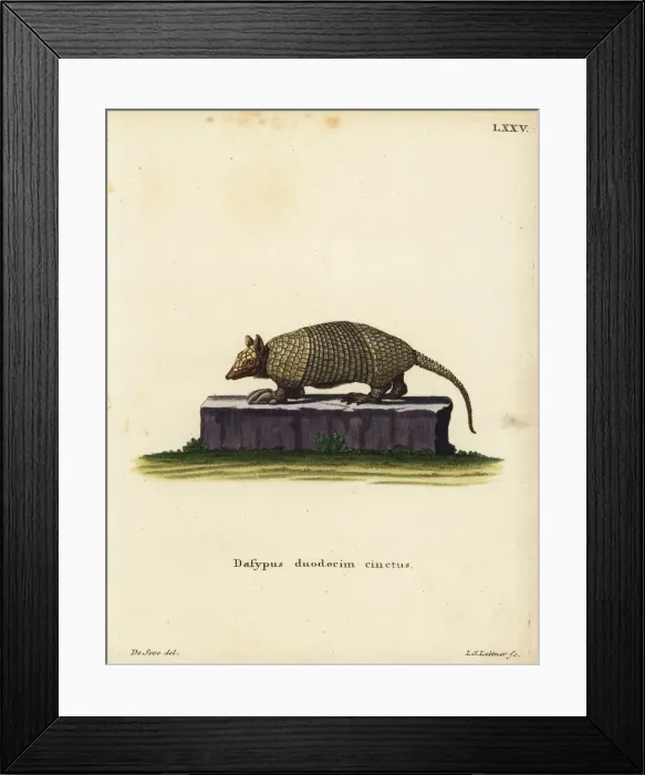 Framed Print : Southern naked-tailed armadillo, Cabassous unicinctus Framed Print : Southern naked-tailed armadillo, Cabassous unicinctus