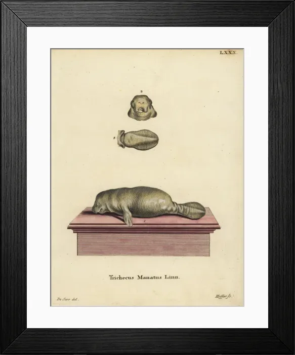 Framed Print : American manatee, Trichechus manatus. Vulnerable Framed Print : American manatee, Trichechus manatus. Vulnerable