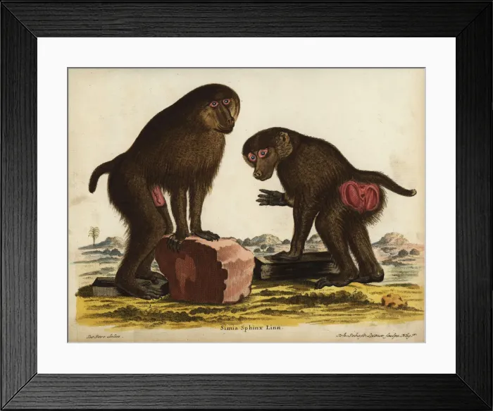 Framed Print : Mandrill pair, Mandrillus sphinx. Vulnerable Framed Print : Mandrill pair, Mandrillus sphinx. Vulnerable