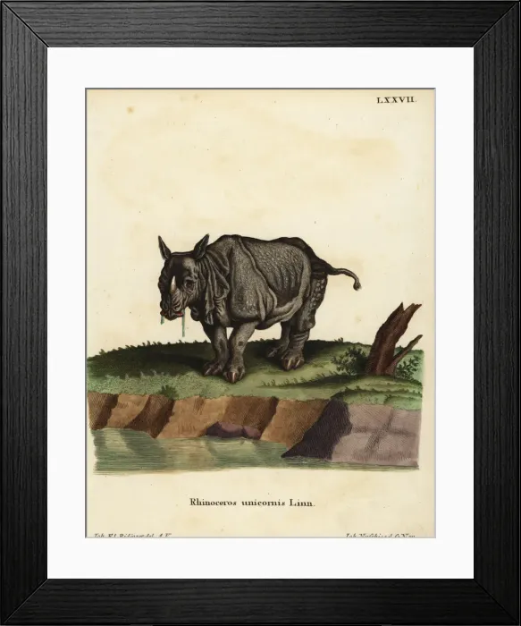 Framed Print : Indian rhinoceros, Rhinoceros unicornis. Vulnerable Framed Print : Indian rhinoceros, Rhinoceros unicornis. Vulnerable