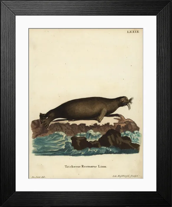 Framed Print : Walrus, Odobenus rosmarus. Vulnerable Framed Print : Walrus, Odobenus rosmarus. Vulnerable