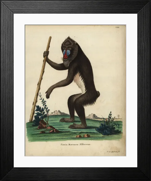 Framed Print : Mandrill, Mandrillus sphinx. Vulnerable Framed Print : Mandrill, Mandrillus sphinx. Vulnerable