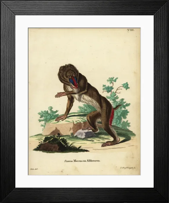 Framed Print : Mandrill, Mandrillus sphinx. Vulnerable Framed Print : Mandrill, Mandrillus sphinx. Vulnerable