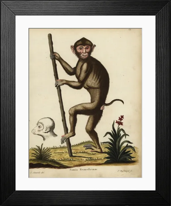 Framed Print : Southern pig-tailed macaque, Macaca nemestrina. Vulnerable Framed Print : Southern pig-tailed macaque, Macaca nemestrina. Vulnerable