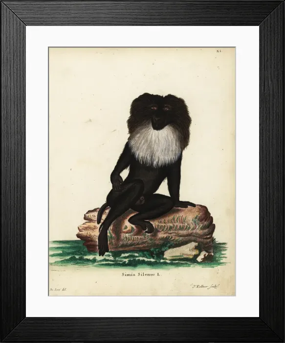 Framed Print : Long-tailed macaque, Macaca silenus. Endangered Framed Print : Long-tailed macaque, Macaca silenus. Endangered