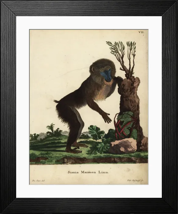 Framed Print : Mandrill male, Mandrillus sphinx. Vulnerable Framed Print : Mandrill male, Mandrillus sphinx. Vulnerable