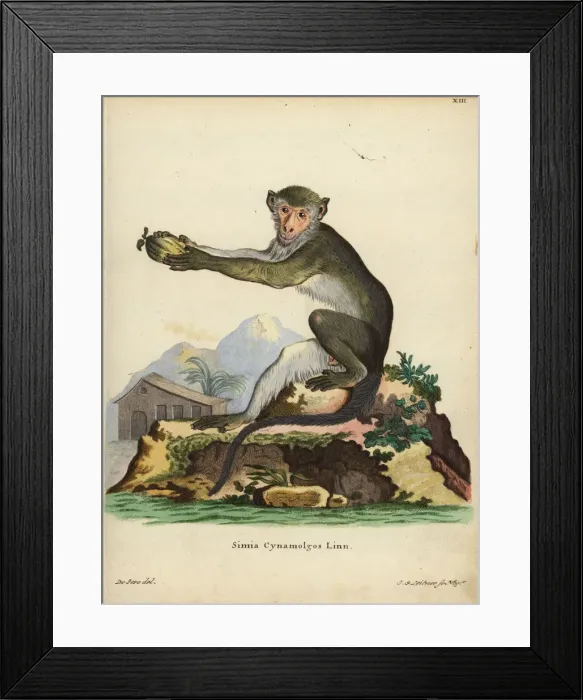 Framed Print : Nicobar crab-eating macaque, Macaca fascicularis Framed Print : Nicobar crab-eating macaque, Macaca fascicularis