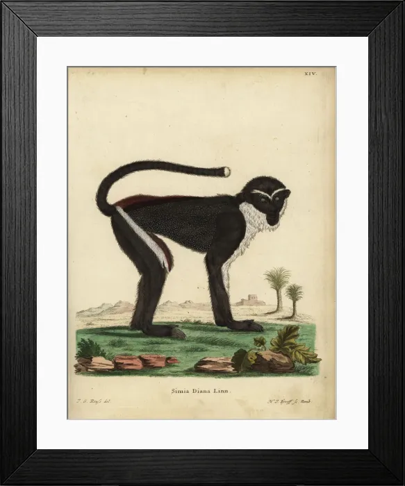 Framed Print : Diana monkey or Diana guenon, Cercopithecus Framed Print : Diana monkey or Diana guenon, Cercopithecus