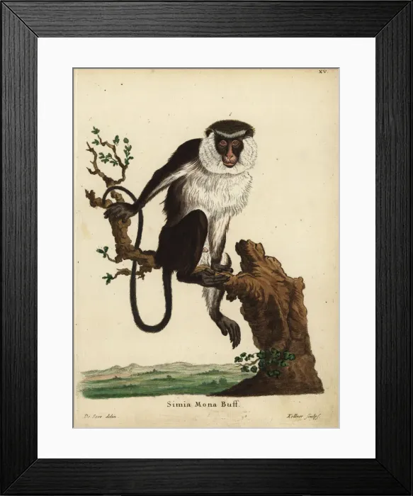 Framed Print : Mona monkey, Cercopithecus mona Framed Print : Mona monkey, Cercopithecus mona