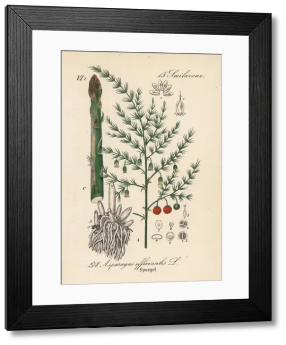 Framed Print : Asparagus, Asparagus officinalis Framed Print : Asparagus, Asparagus officinalis
