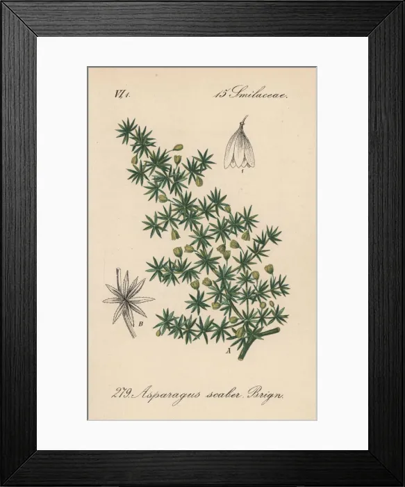 Framed Print : Sea asparagus, Asparagus maritimus Framed Print : Sea asparagus, Asparagus maritimus
