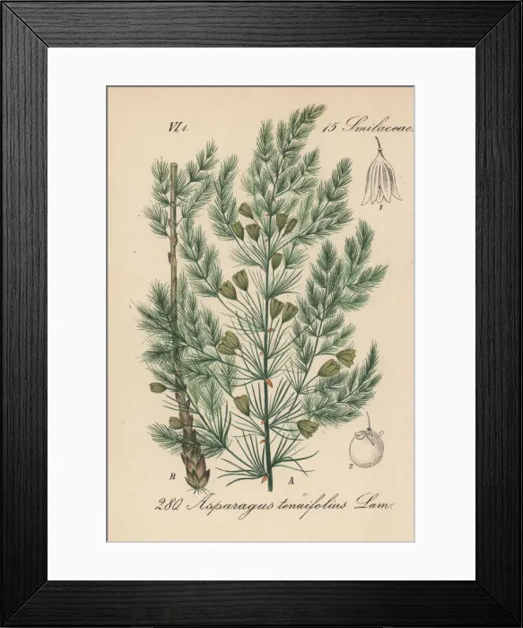 Framed Print : Asparagus tenuifolius Framed Print : Asparagus tenuifolius