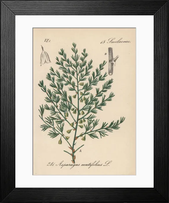 Framed Print : Wild asparagus, Asparagus acutifolius Framed Print : Wild asparagus, Asparagus acutifolius