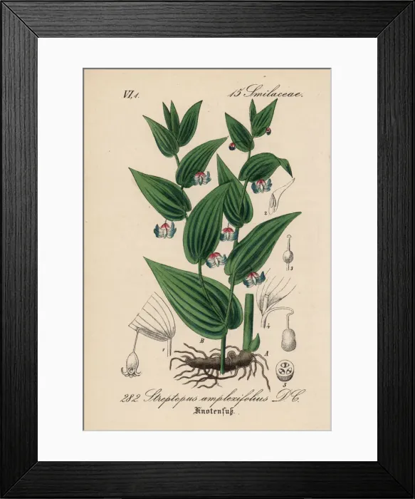 Framed Print : Twistedstalk, Streptopus amplexifolius Framed Print : Twistedstalk, Streptopus amplexifolius